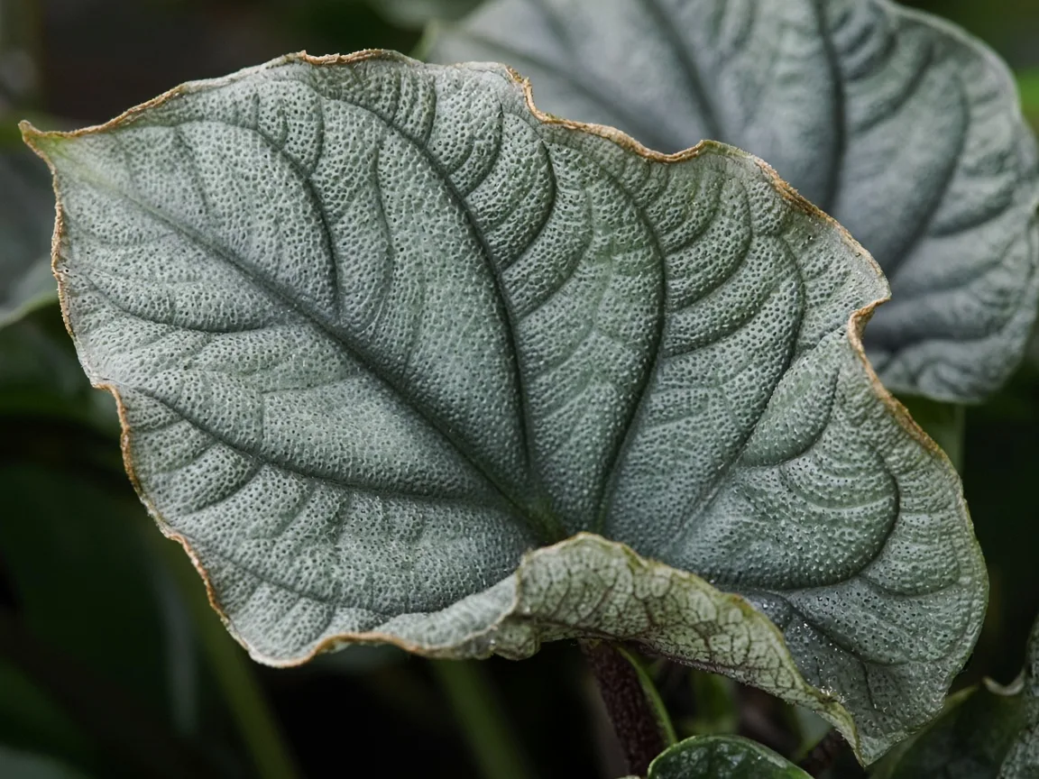 Close-up of curling leaves on Alocasia Maharani - diagnostic detail