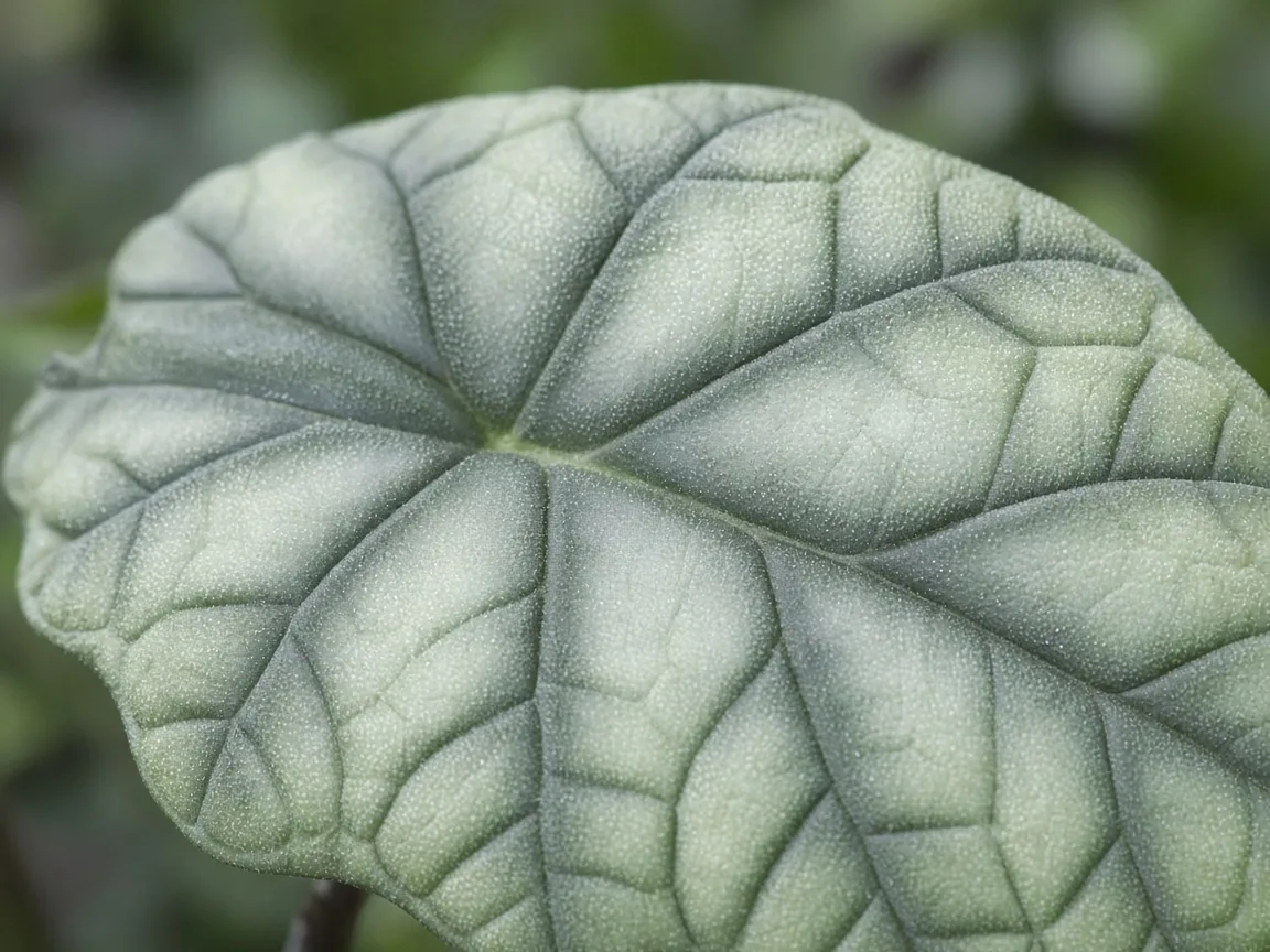 Close-up of washed-out pale color on Alocasia Maharani bullate corrugated leaf