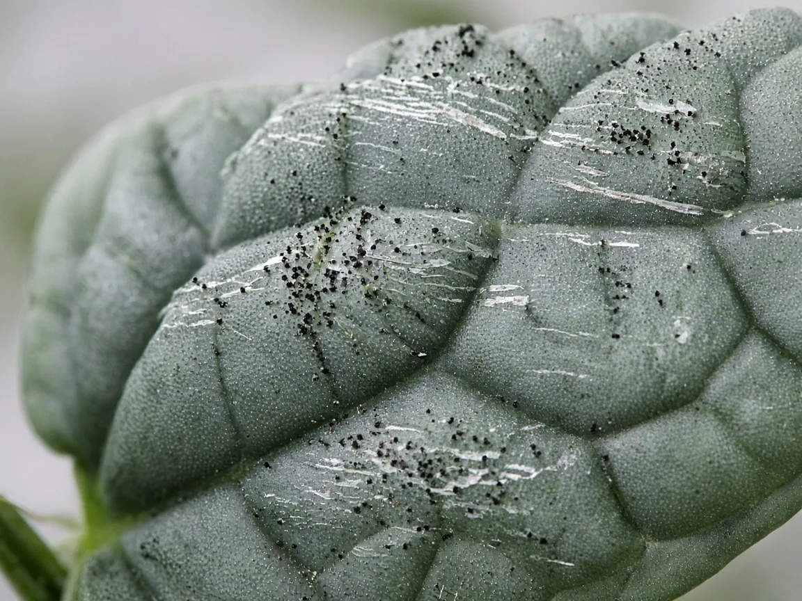 Close-up of thrips damage on Alocasia Maharani - silvery scrape scars and black frass specks on grey-green bullate corrugated leaf
