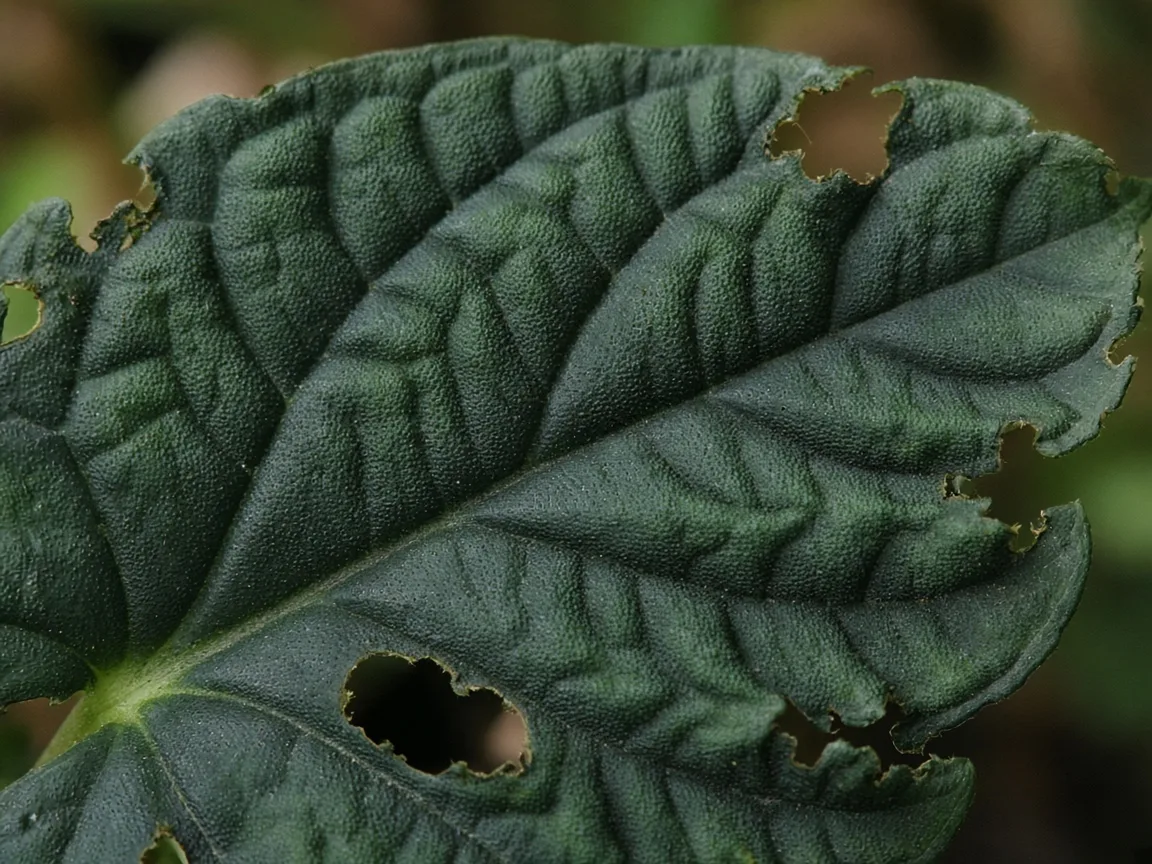 Close-up of holes in Alocasia Melo leaf