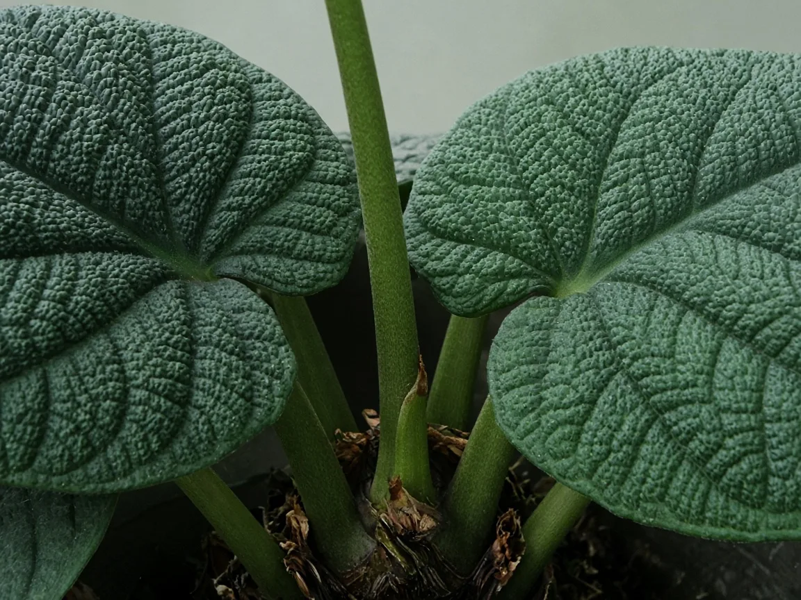 Close-up of Alocasia Melo crown with no new bullate spear and only two older thick pebbled matte-green leaves held on firm petioles