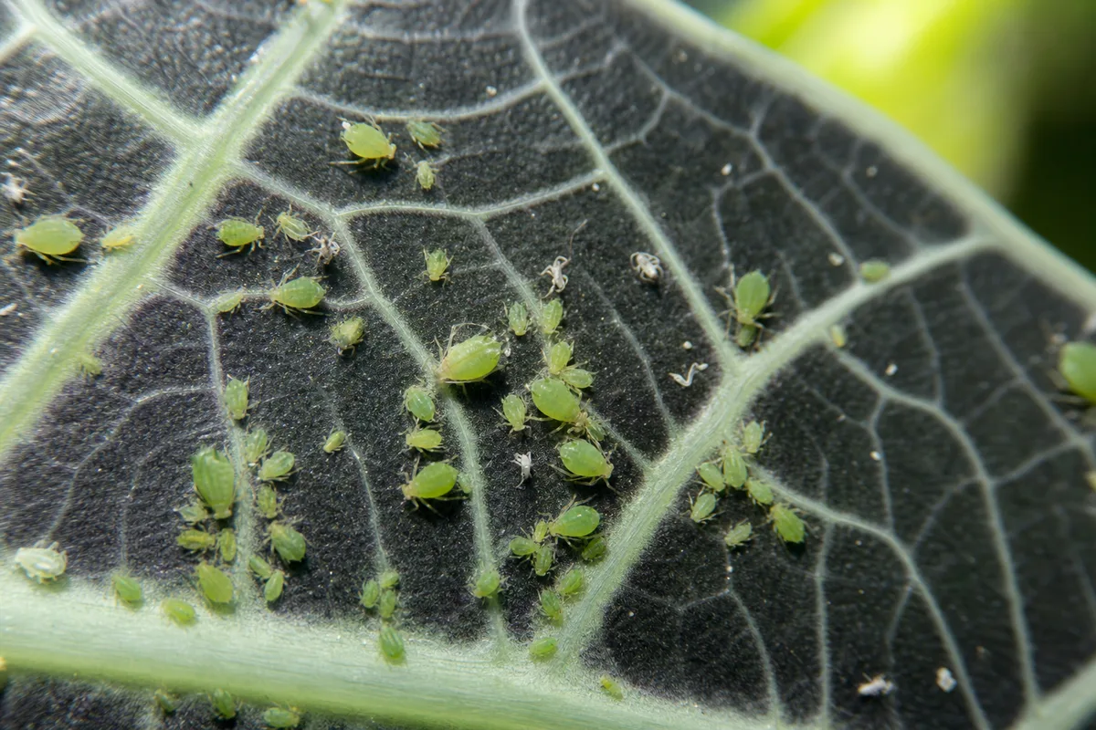 Close-up of Aphids on Alocasia Polly - diagnostic detail