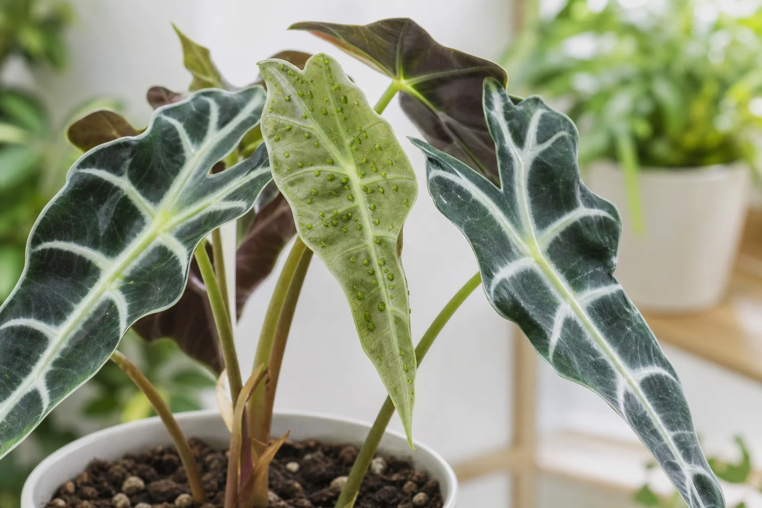 Aphids on Alocasia Polly - visible symptom on the plant