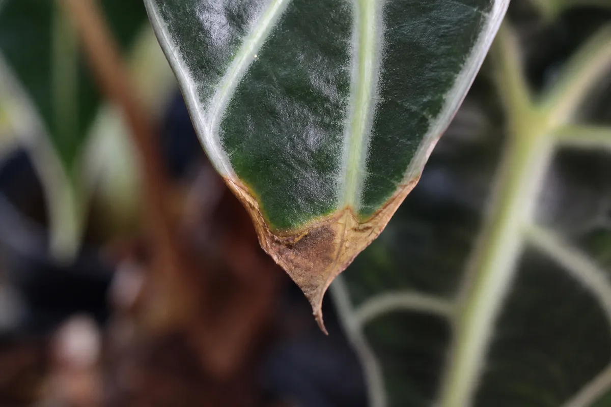 Close-up of Brown Tips on Alocasia Polly - diagnostic detail