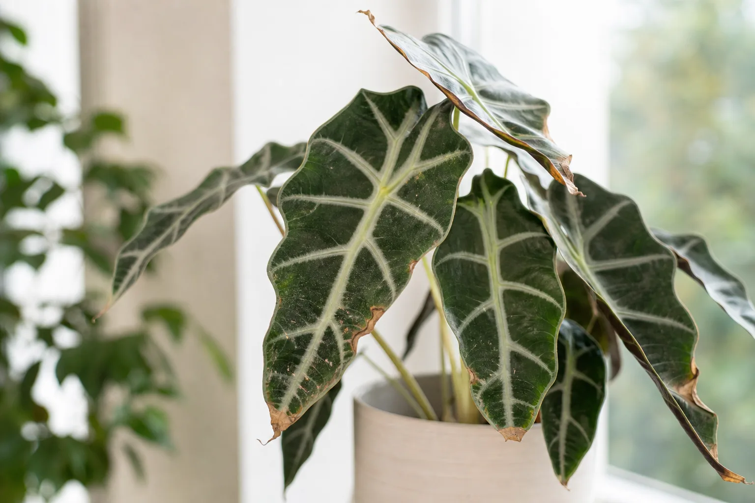 Brown Tips on Alocasia Polly - visible symptom on the plant