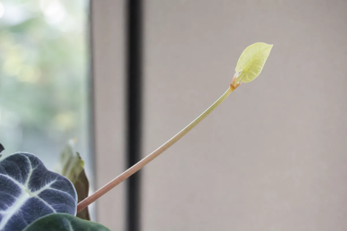 Close-up of Leggy Growth on Alocasia Polly - diagnostic detail