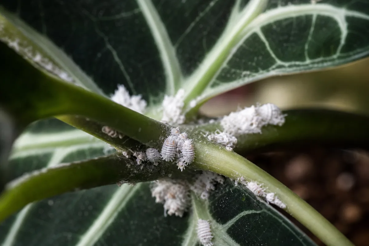 Close-up of Mealybugs on Alocasia Polly - diagnostic detail