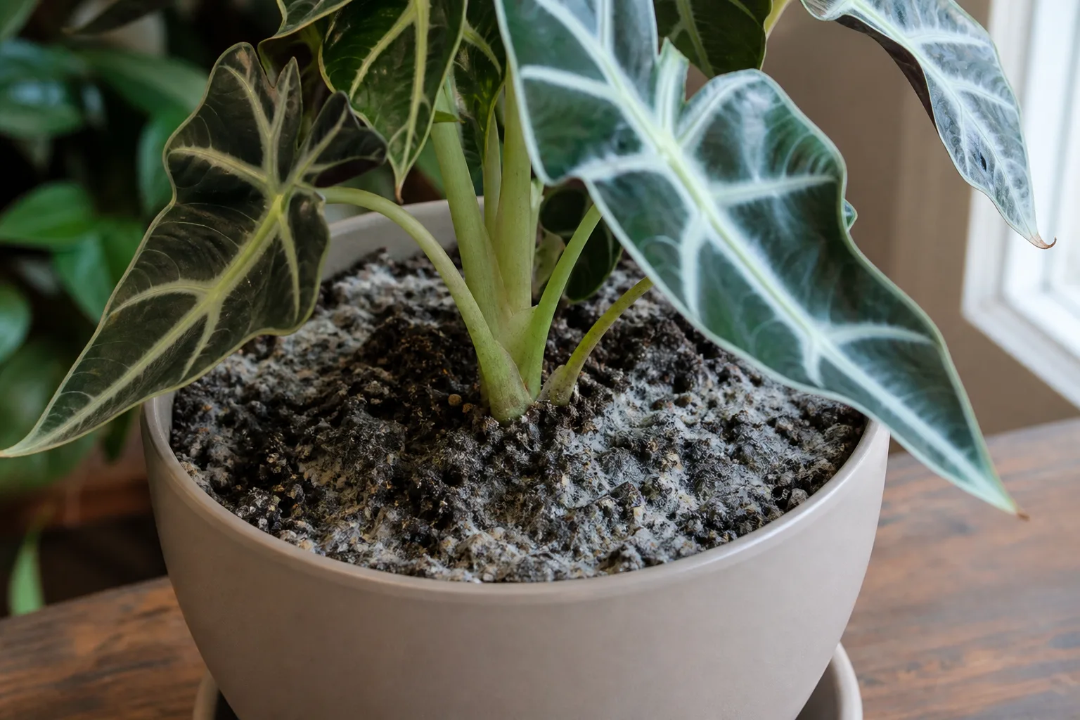 Mold on Soil on Alocasia Polly - visible symptom on the plant