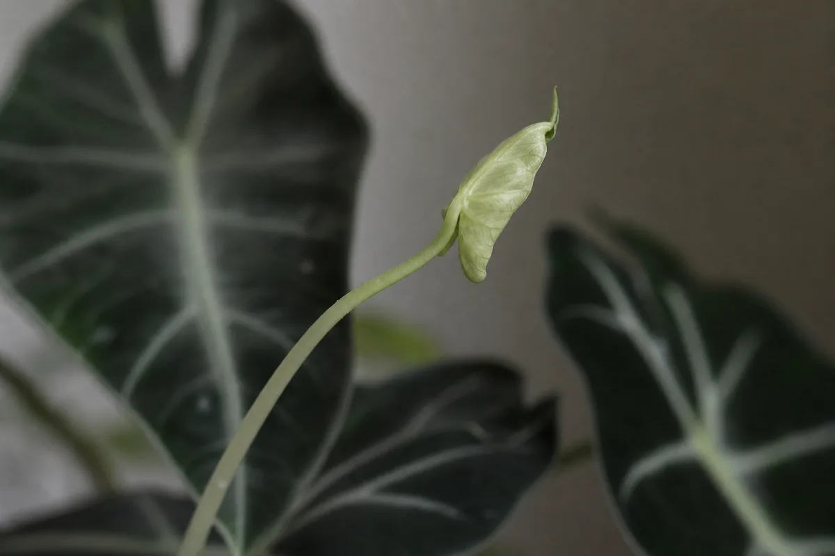 Close-up of Not Enough Light on Alocasia Polly - diagnostic detail