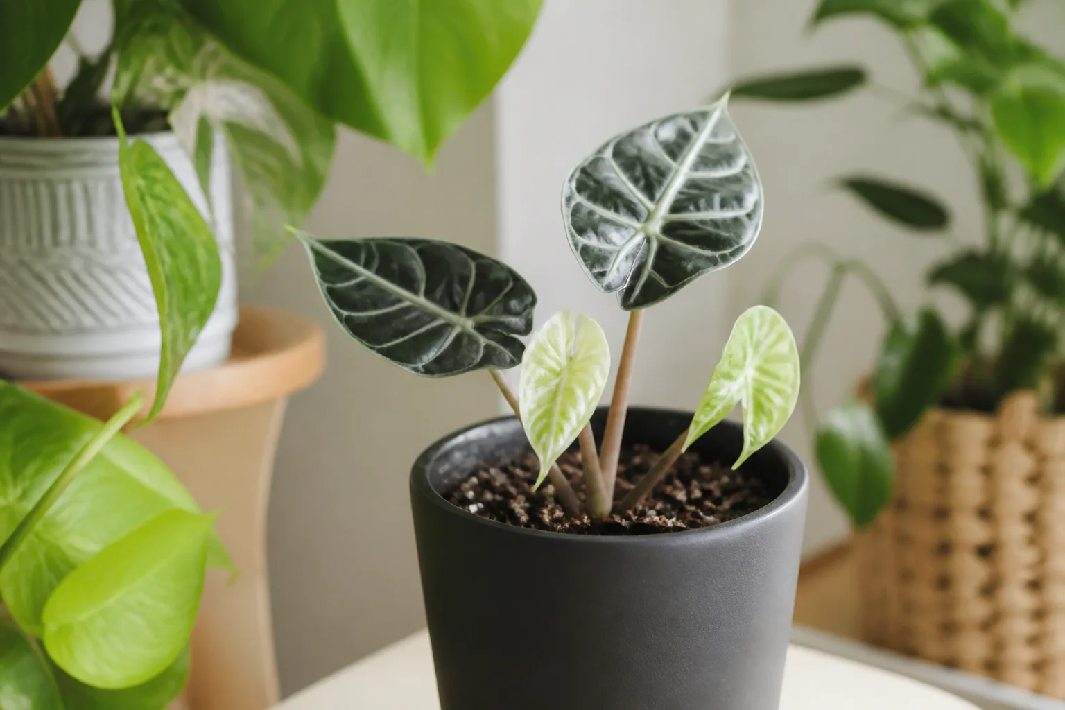 Slow Growth on Alocasia Polly - visible symptom on the plant