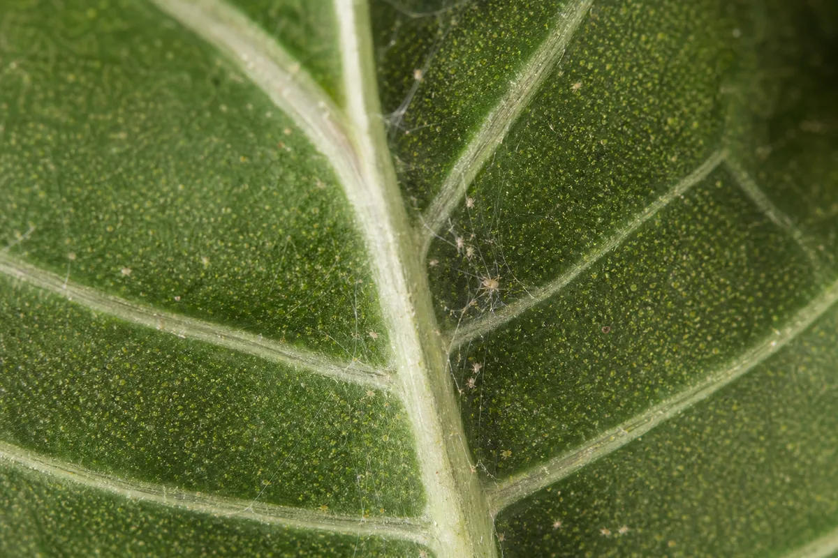 Close-up of Spider Mites on Alocasia Polly - diagnostic detail