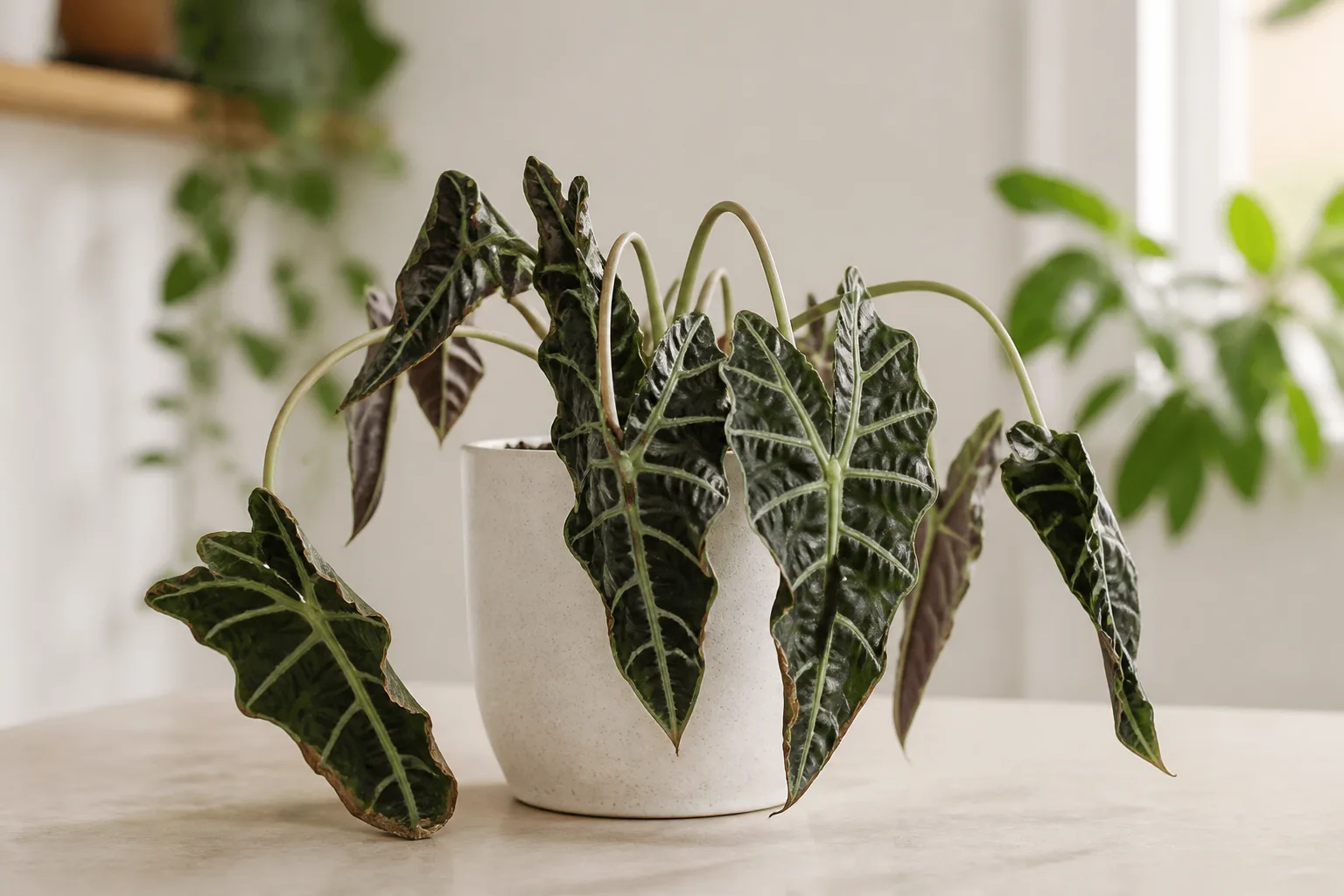 Wilting on Alocasia Polly - visible symptom on the plant
