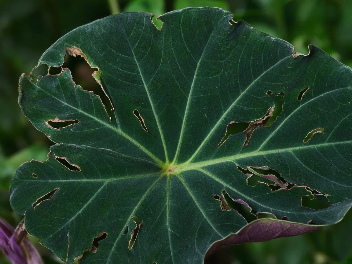 Close-up of holes in leaves on Alocasia Regal Shield - ragged perforations on shield blade tissue
