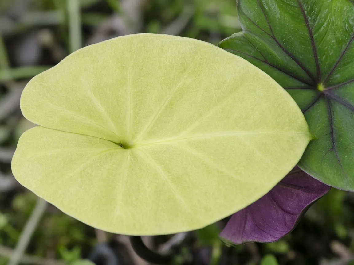 Close-up of nitrogen deficiency on Alocasia Regal Shield - uniform pale yellow-green on oldest lower shield leaf