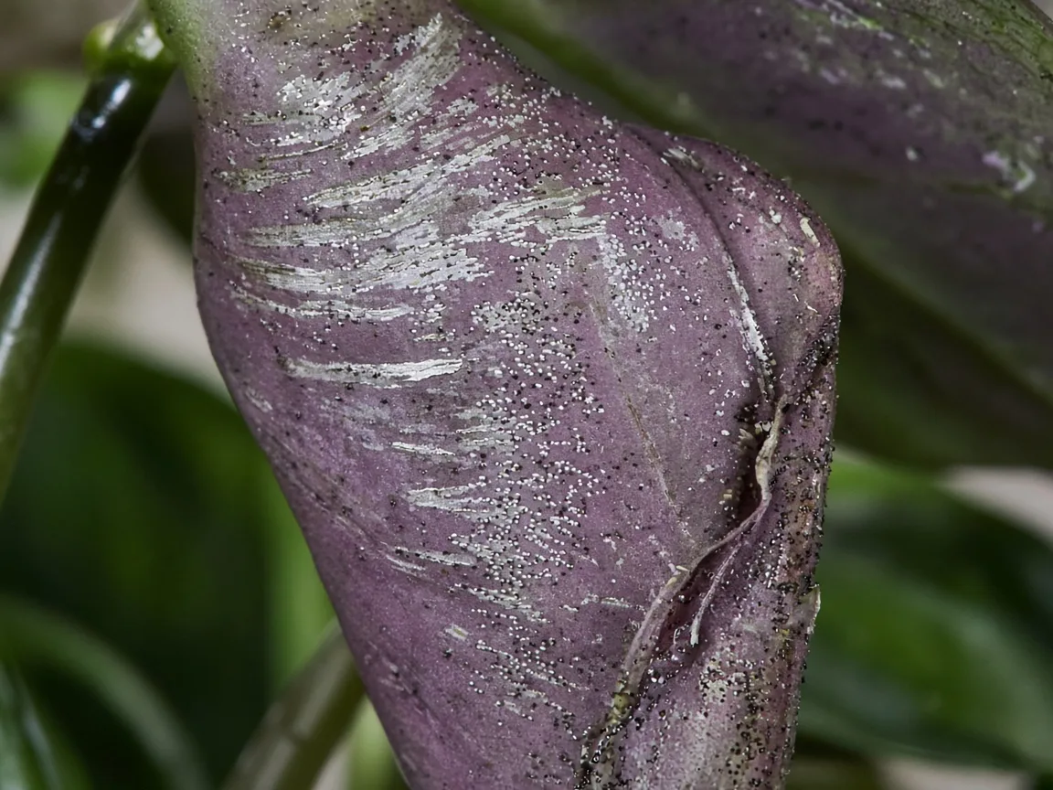 Close-up of thrips damage on Alocasia Regal Shield - diagnostic detail