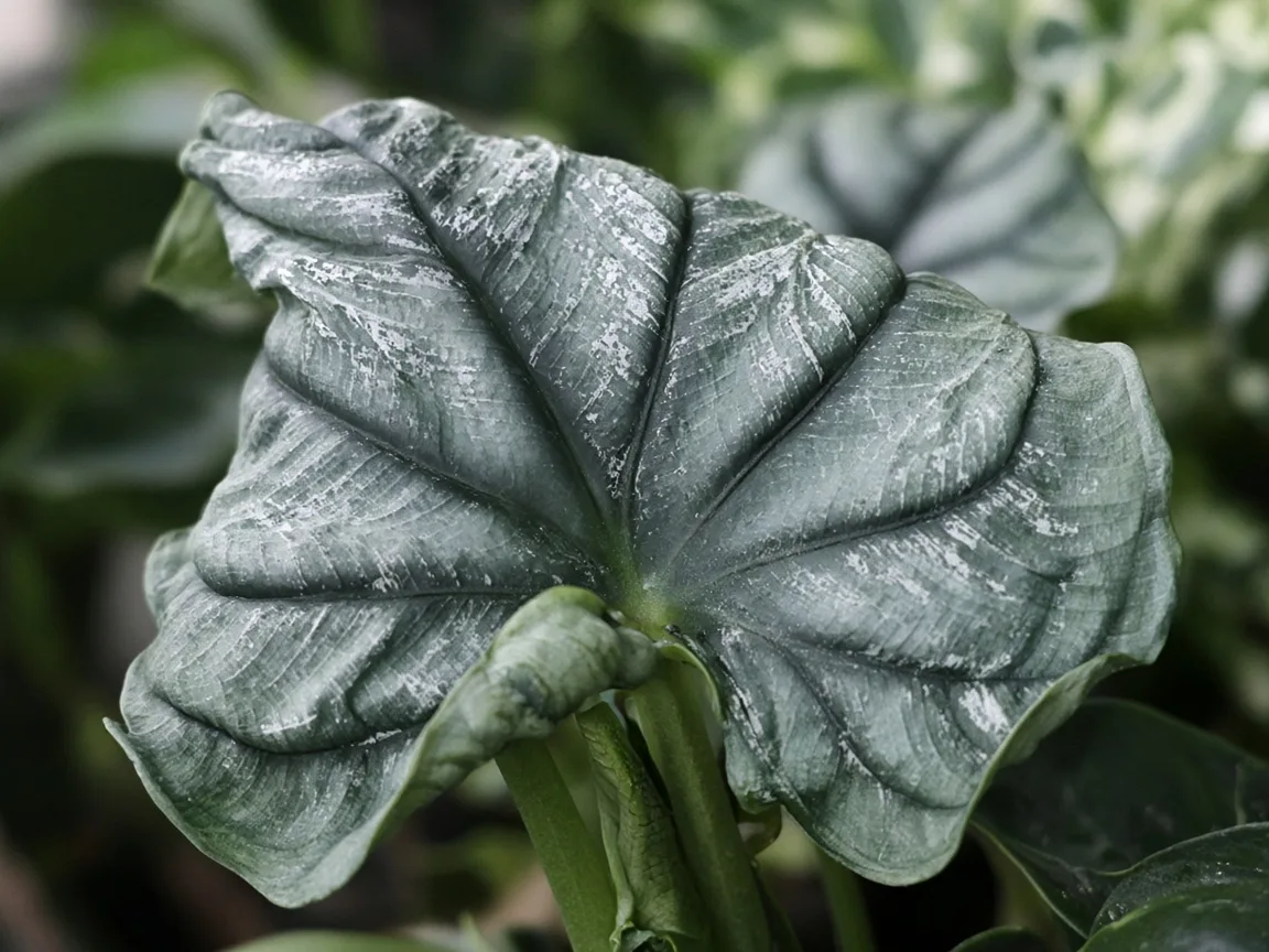 Close-up of distorted leaves on Alocasia Silver Dragon - twisted puckered bullate blade with silver ridge scarring