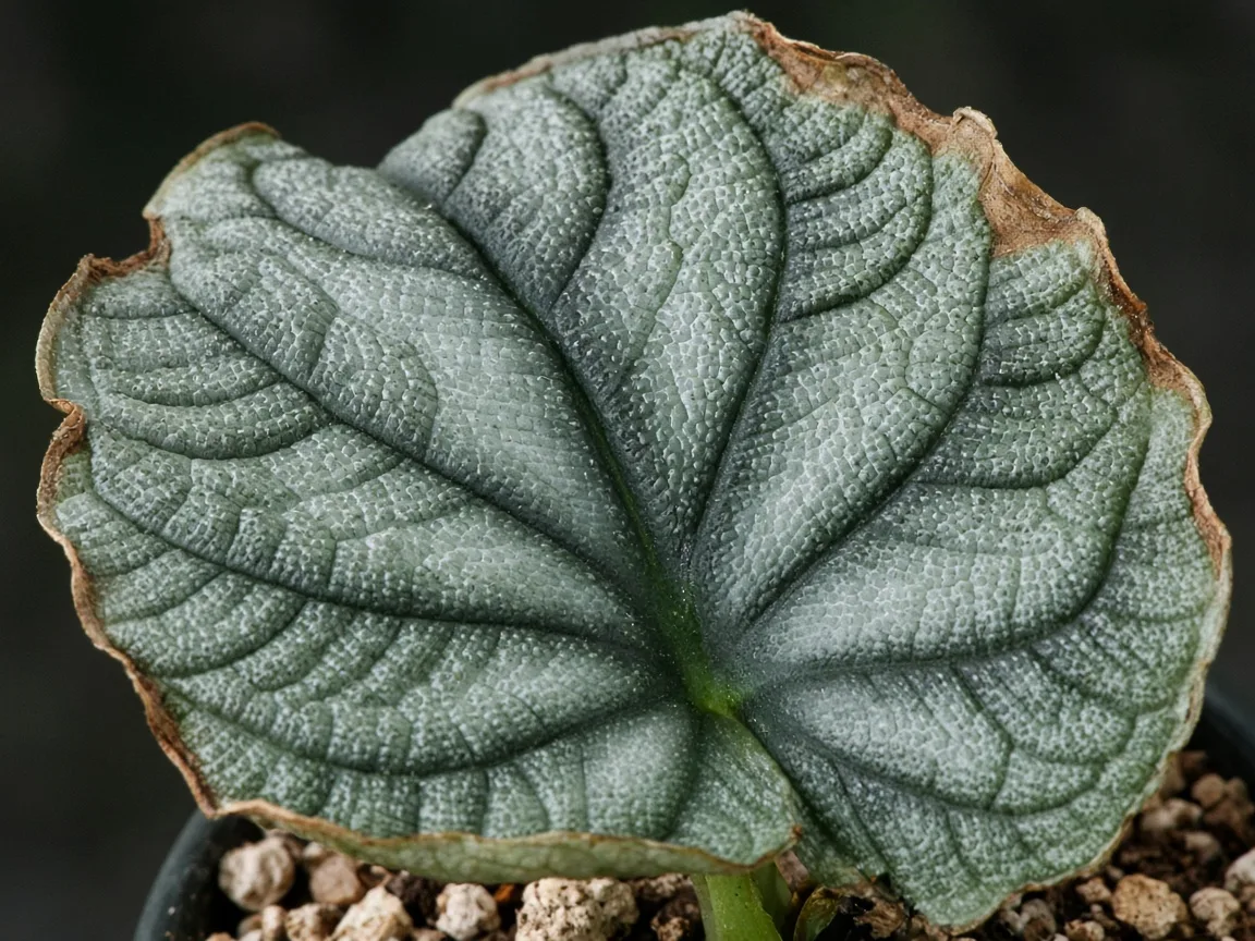 Close-up of drooping silvery bullate leaves with crisp brown edges on Alocasia Silver Dragon
