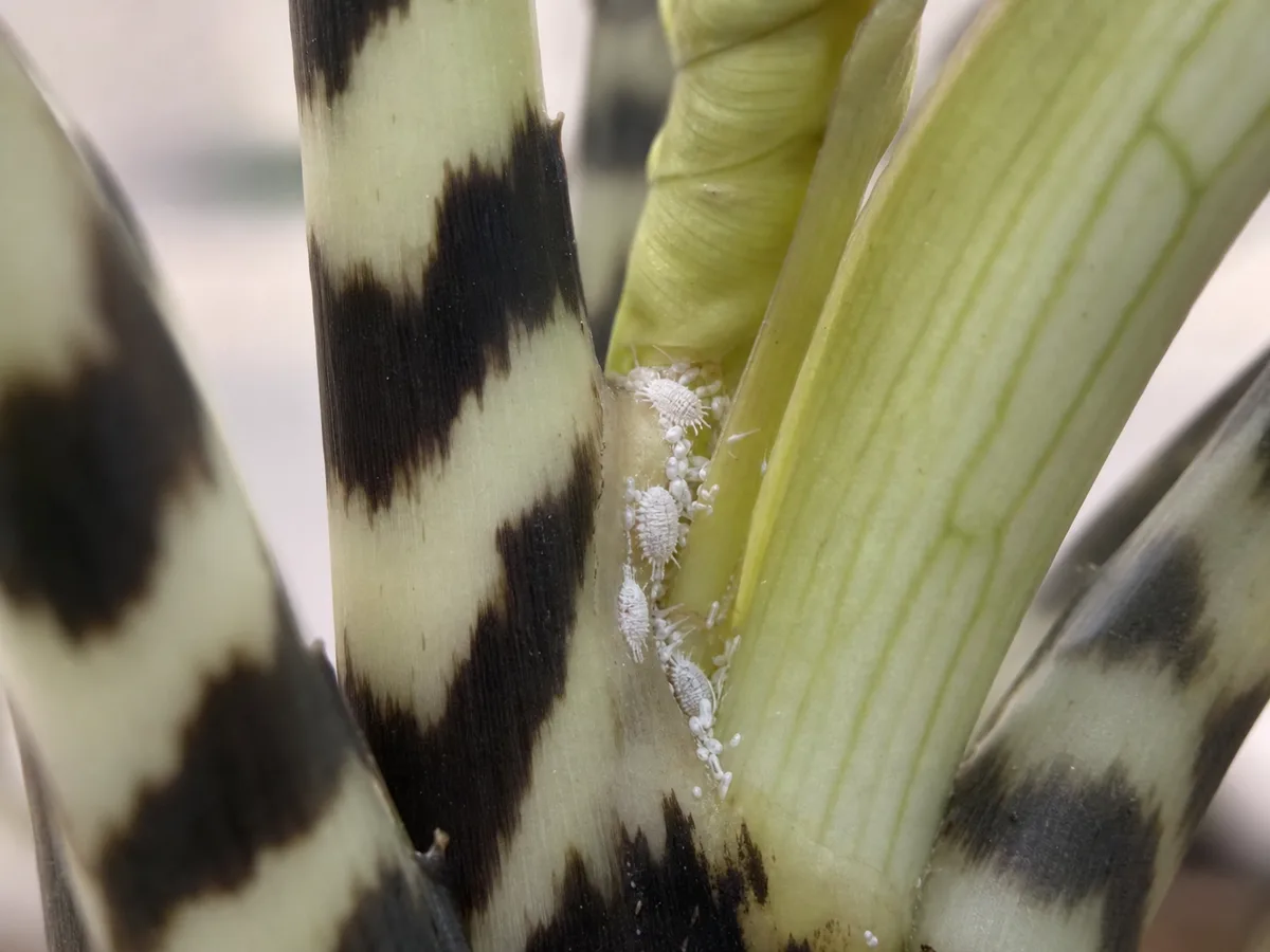 White cottony mealybugs clustered on plant stems and leaf axils, distinct from soil-surface mold