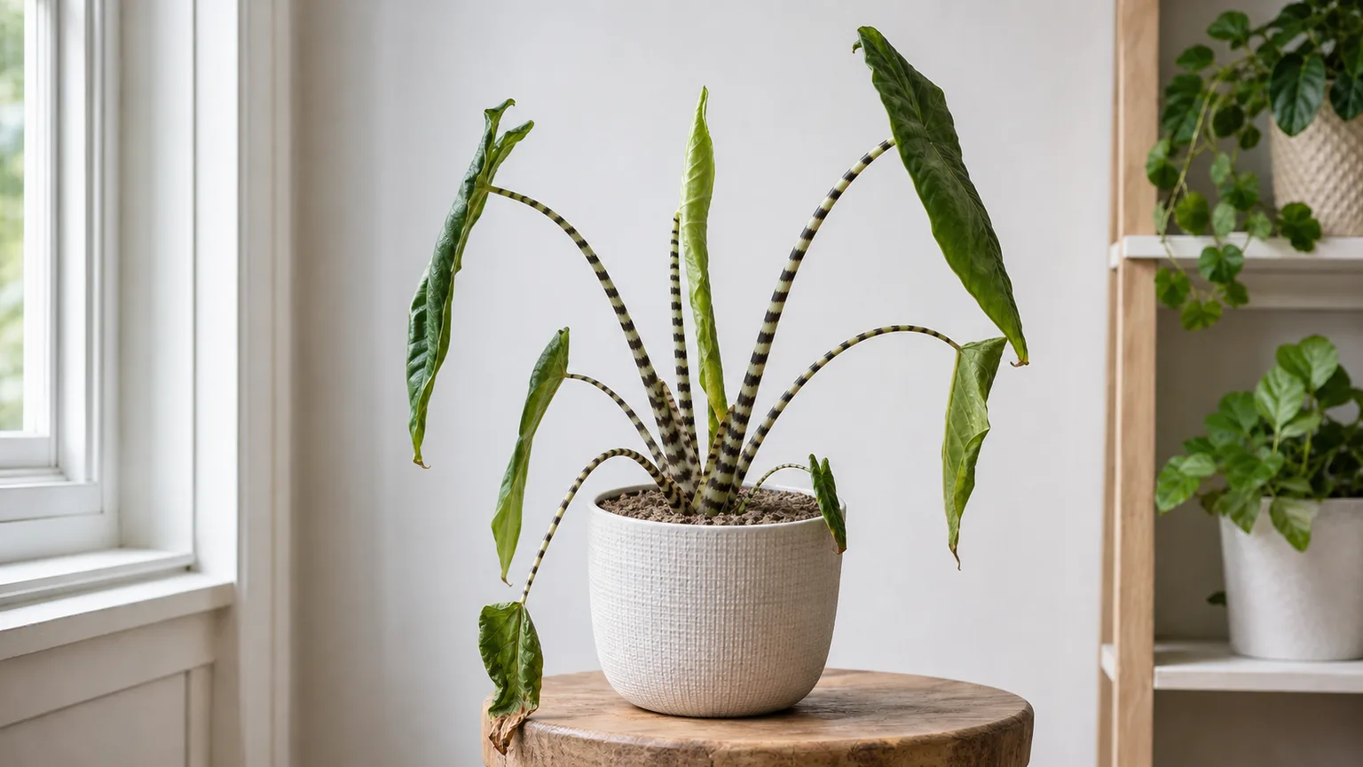Alocasia zebrina with dry crispy leaf edges showing dry-side houseplant water stress