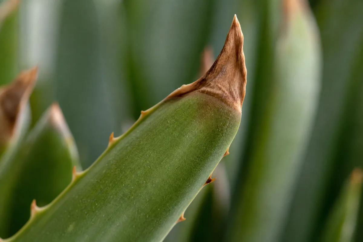Dry crispy brown tips on firm aloe vera leaves from sun or drought stress