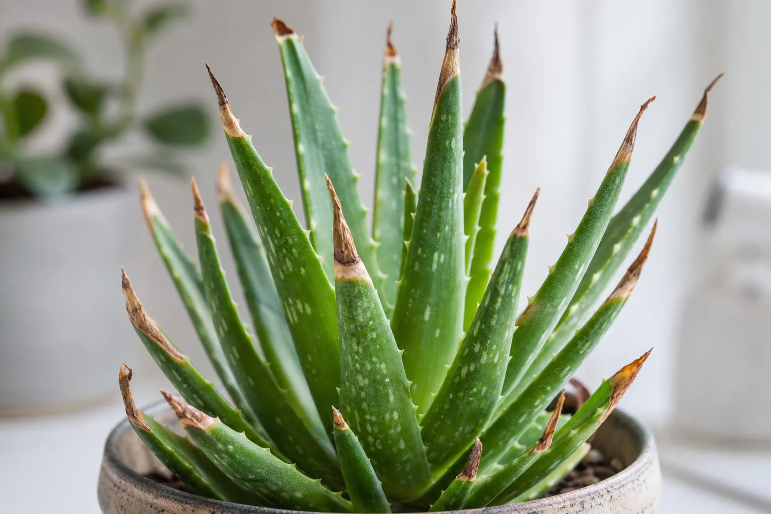 Brown Tips on Aloe Vera - visible symptom on the plant