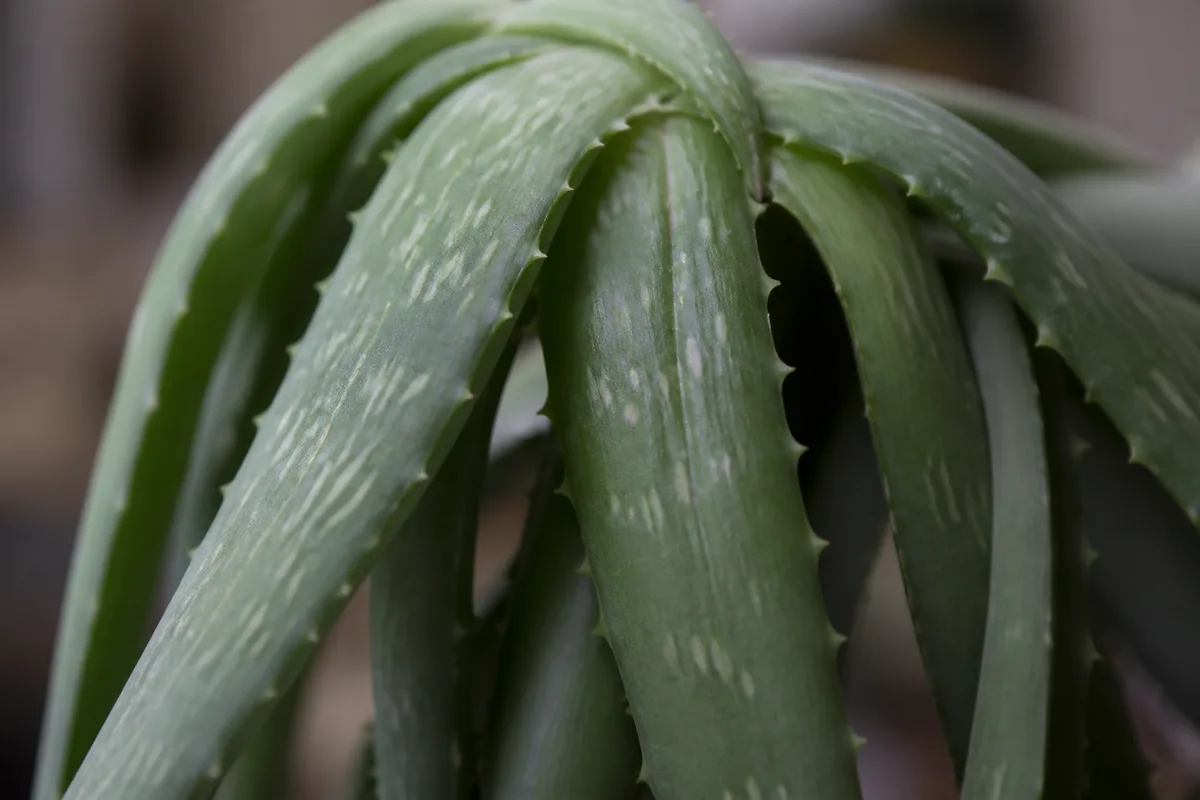 Close-up of Drooping Leaves on Aloe Vera - diagnostic detail