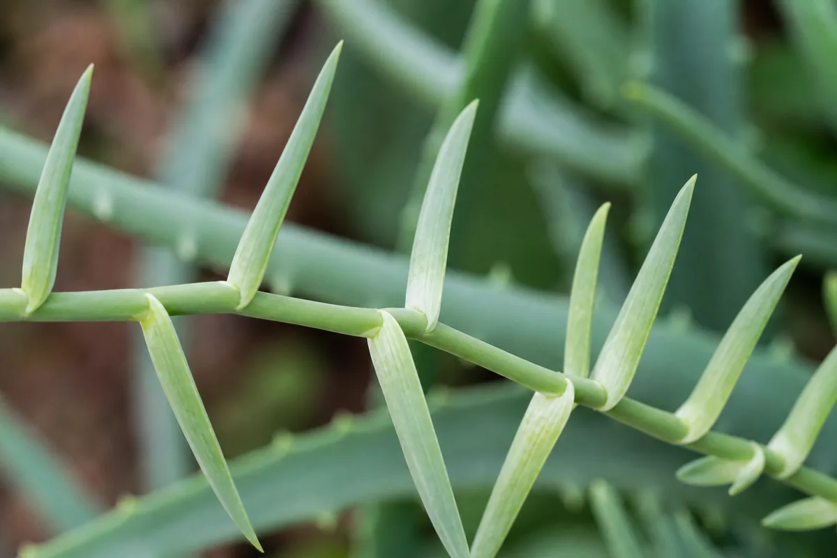 Close-up of Leggy Growth on Aloe Vera - diagnostic detail