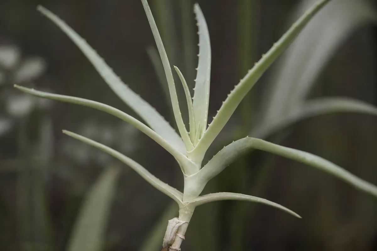 Close-up of Not Enough Light on Aloe Vera - diagnostic detail
