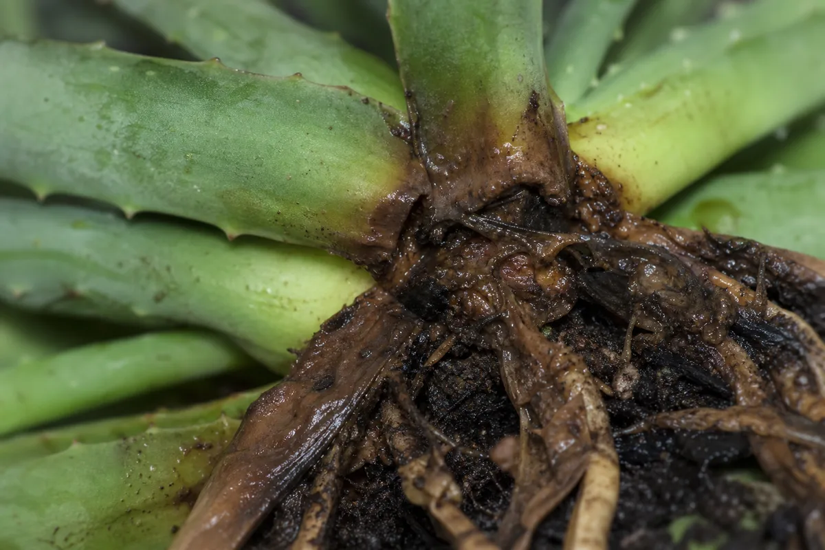 Close-up of Root Rot on Aloe Vera - diagnostic detail