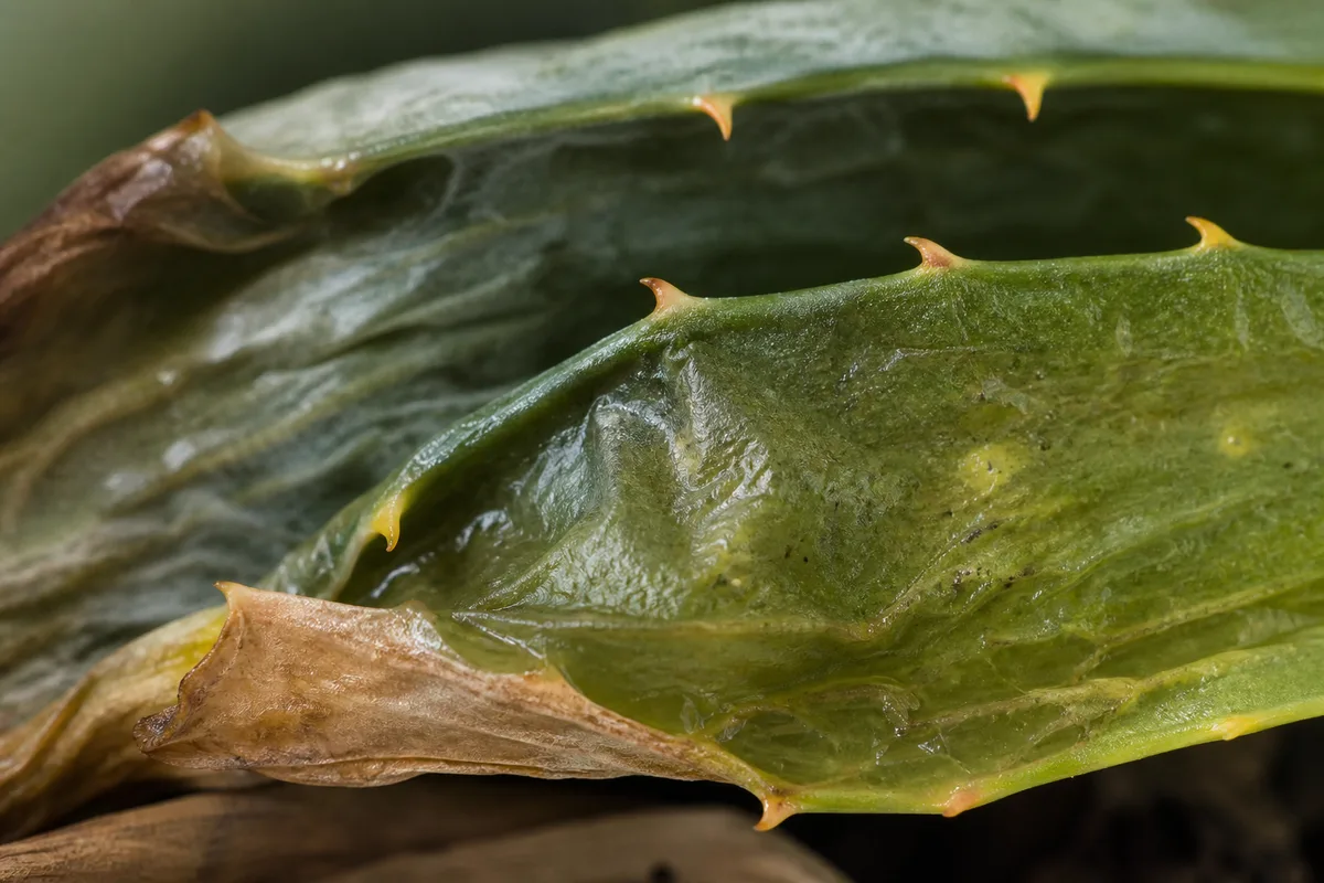 Close-up of Wilting on Aloe Vera - diagnostic detail