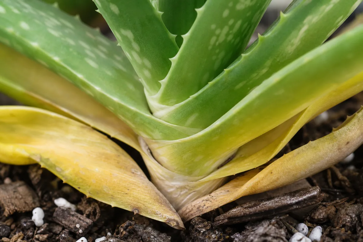 Close-up of Yellow Leaves on Aloe Vera - diagnostic detail