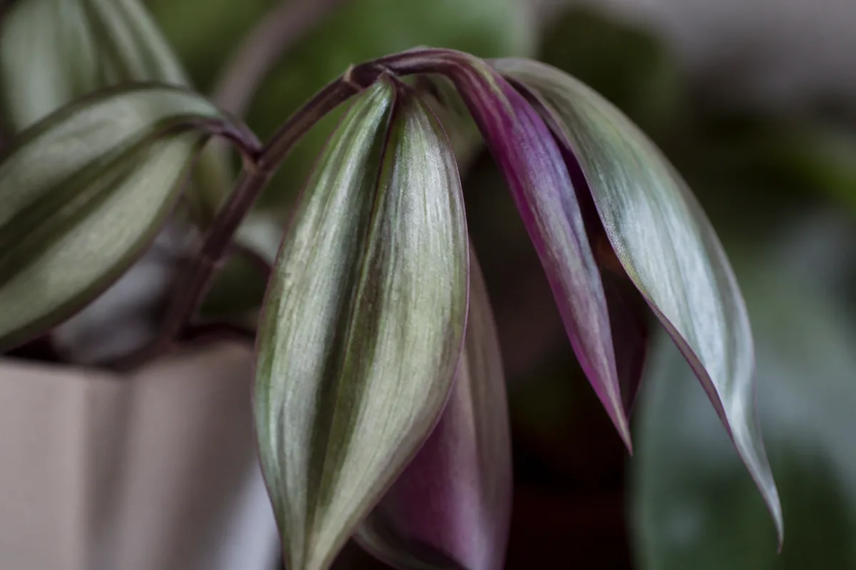 Close-up of Drooping Leaves on Aluminum Plant - diagnostic detail