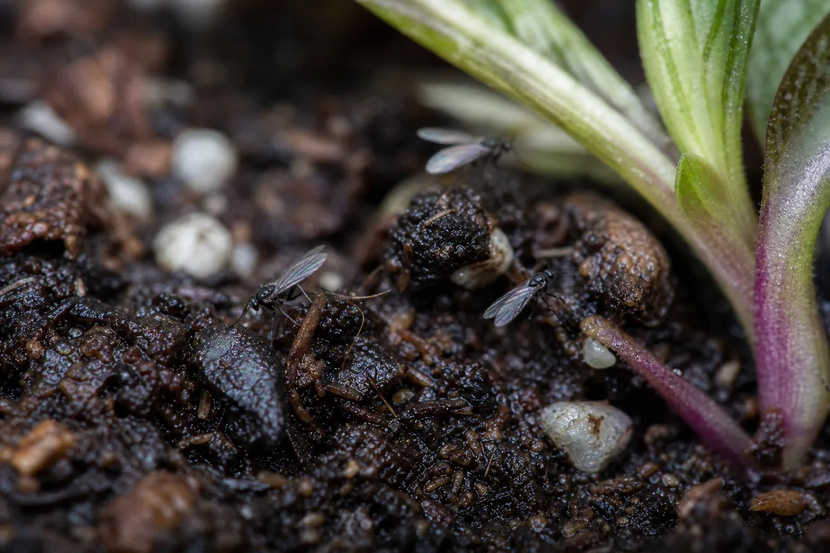 Close-up of Fungus Gnats on Aluminum Plant - diagnostic detail