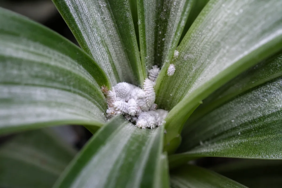 Close-up of Mealybugs on Aluminum Plant - diagnostic detail