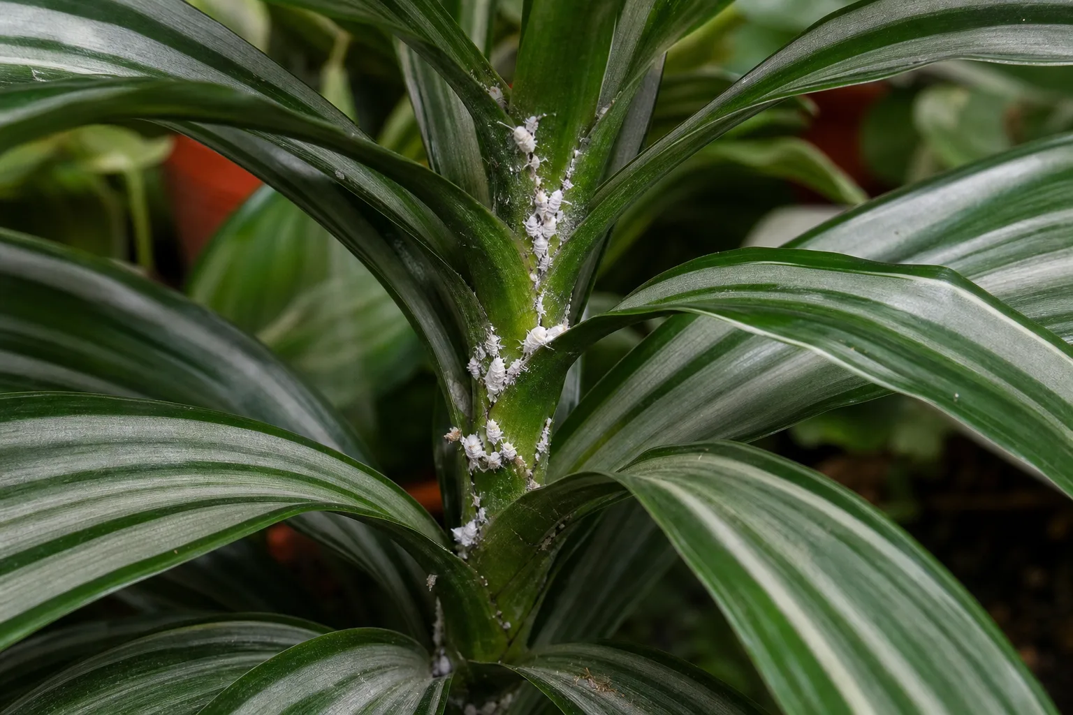 Mealybugs on Aluminum Plant - visible symptom on the plant