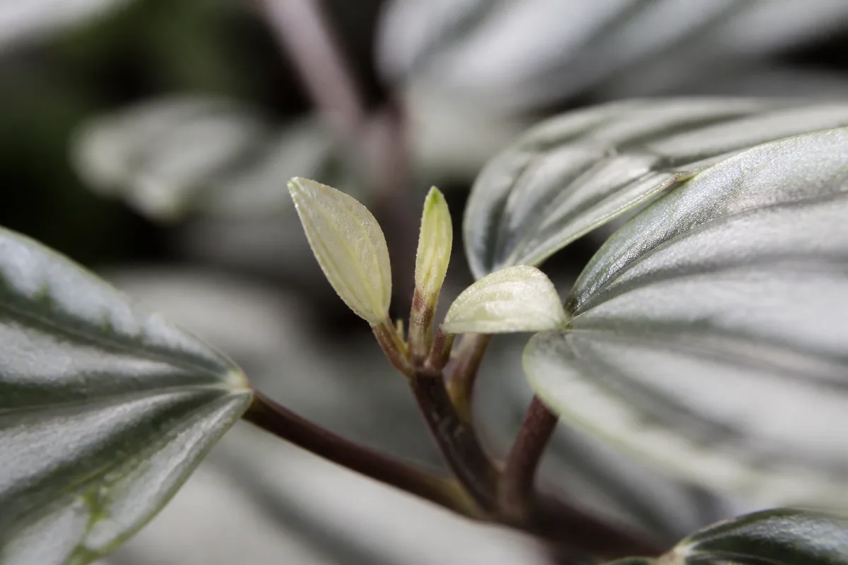 Close-up of Slow Growth on Aluminum Plant - diagnostic detail