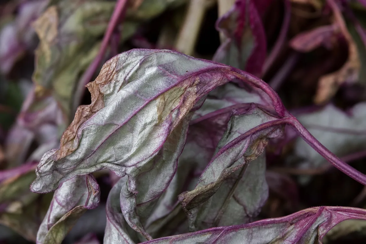 Close-up of Wilting on Aluminum Plant - diagnostic detail