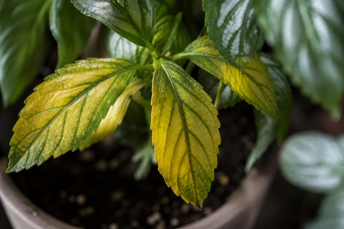Close-up of Yellow Leaves on Aluminum Plant - diagnostic detail