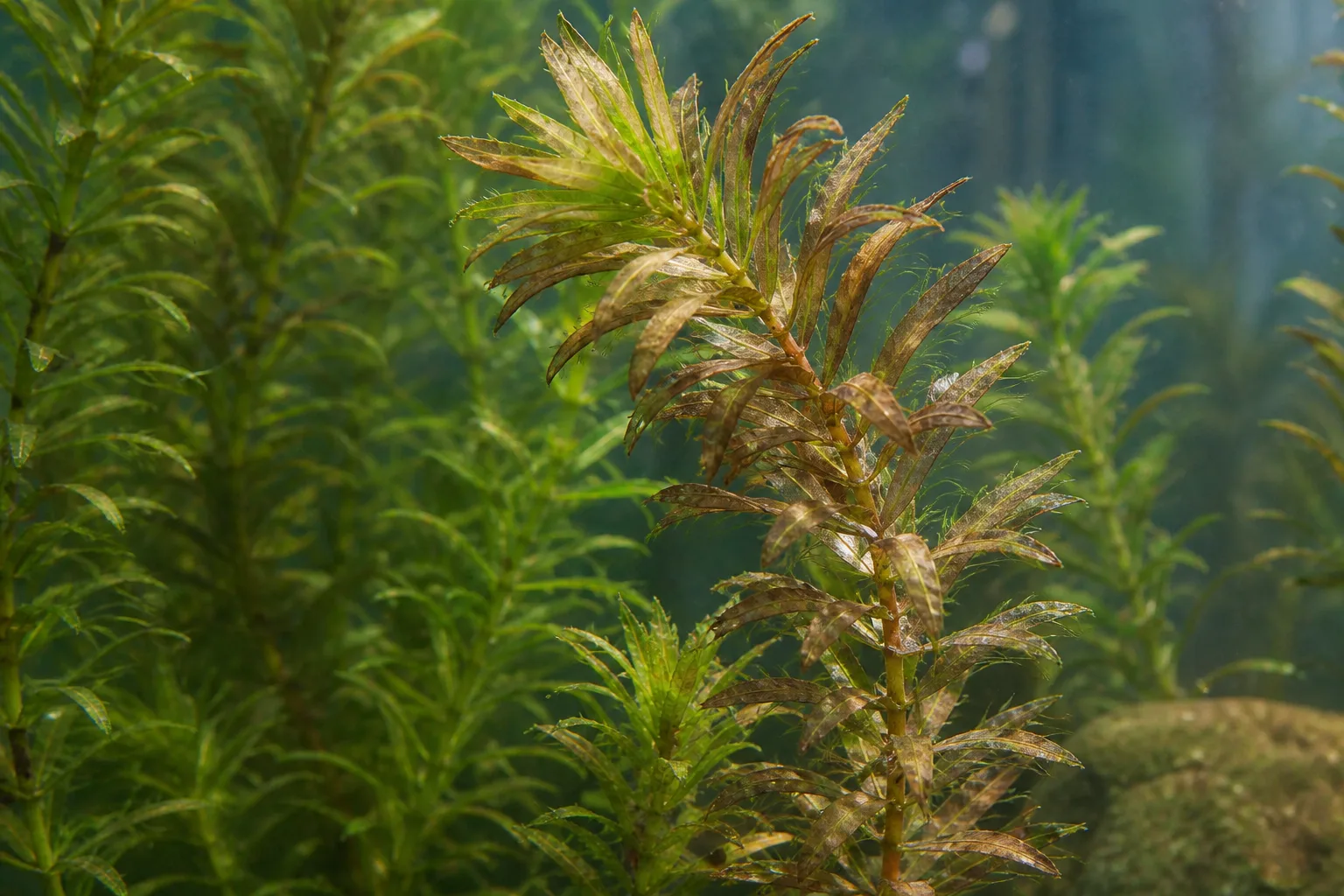 Brown Leaves on Anacharis / Elodea - visible symptom on the plant