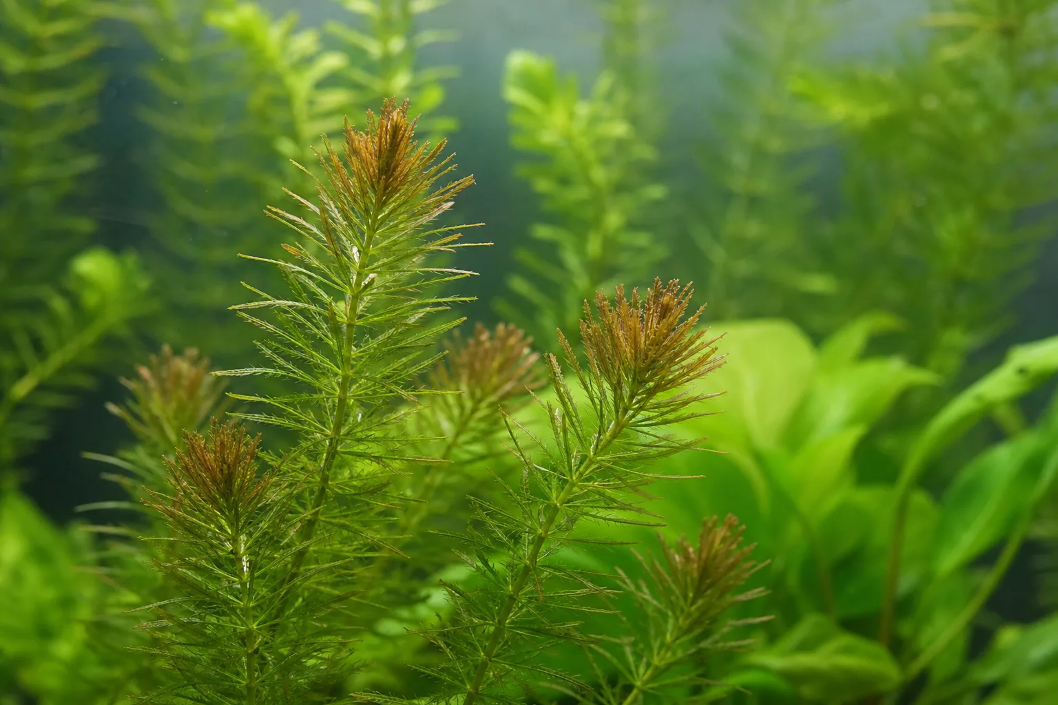 Brown Tips on Anacharis / Elodea - visible symptom on the plant