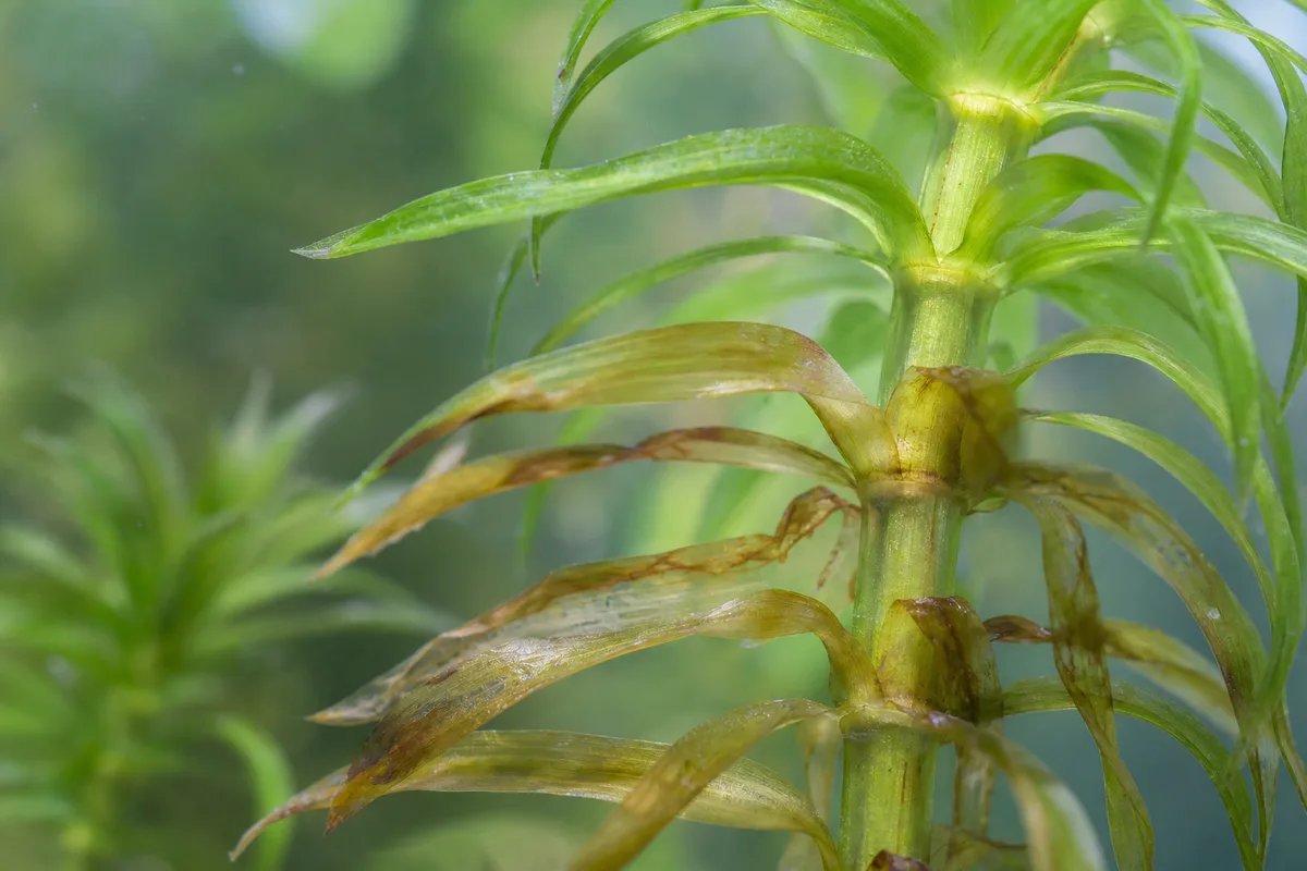 Close-up of Chemical Damage on Anacharis / Elodea - diagnostic detail