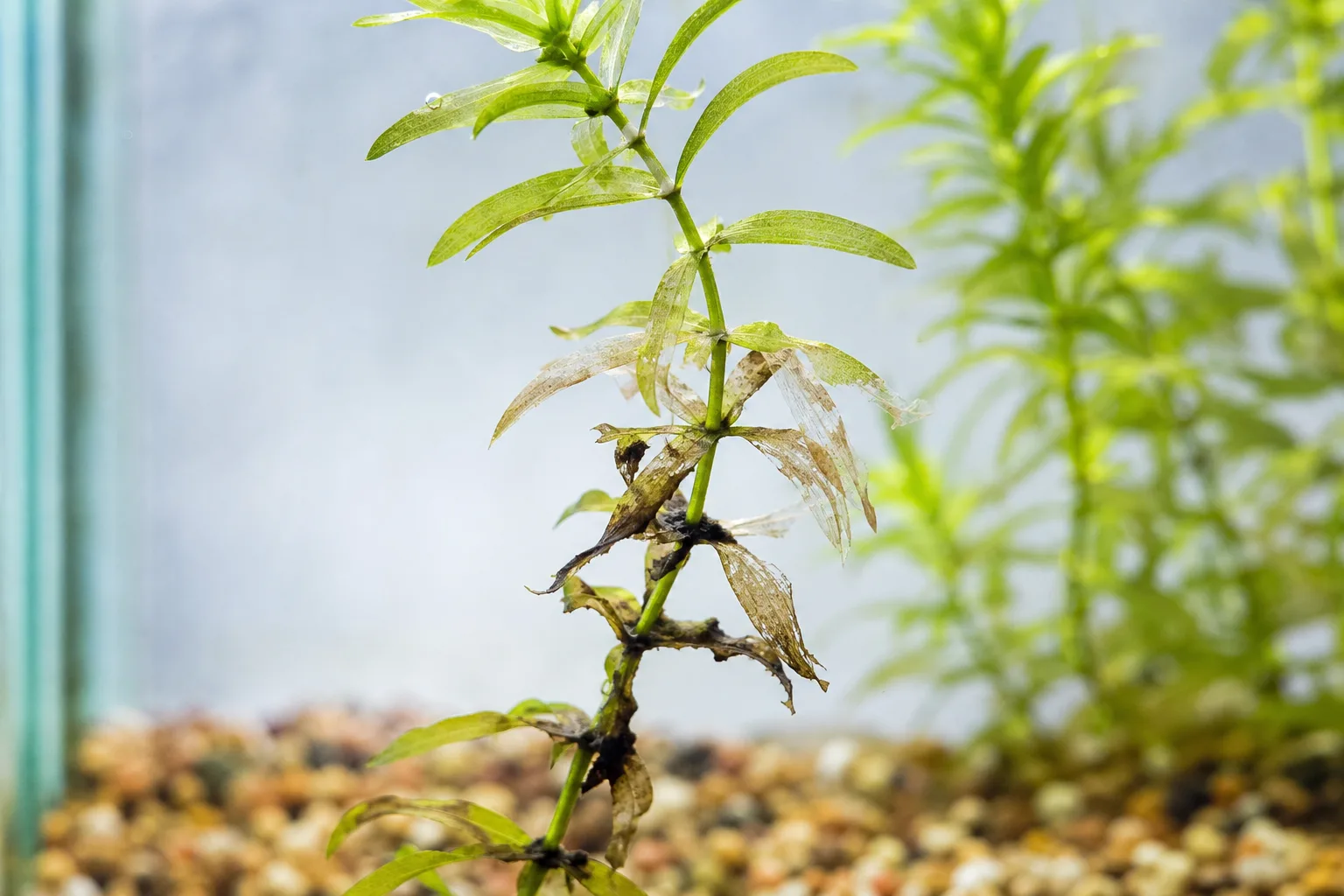 Chemical Damage on Anacharis / Elodea - visible symptom on the plant
