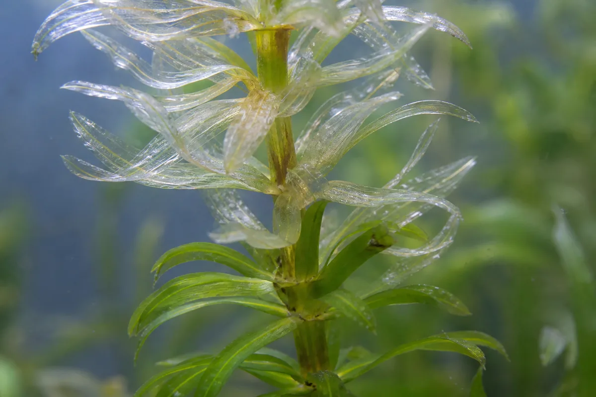 Close-up of Cold Damage on Anacharis / Elodea - diagnostic detail
