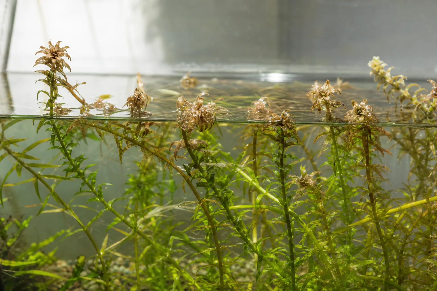 Crispy Leaves on Anacharis / Elodea - visible symptom on the plant
