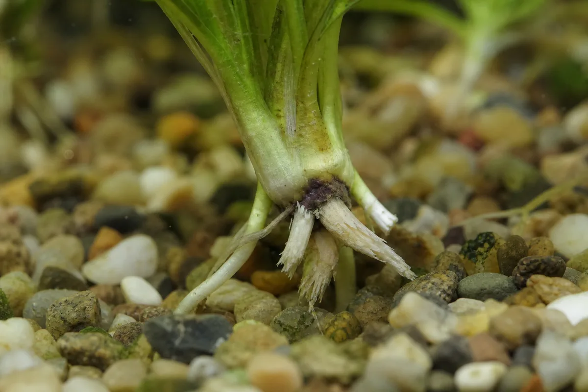 Close-up of Damaged Roots on Anacharis / Elodea - diagnostic detail