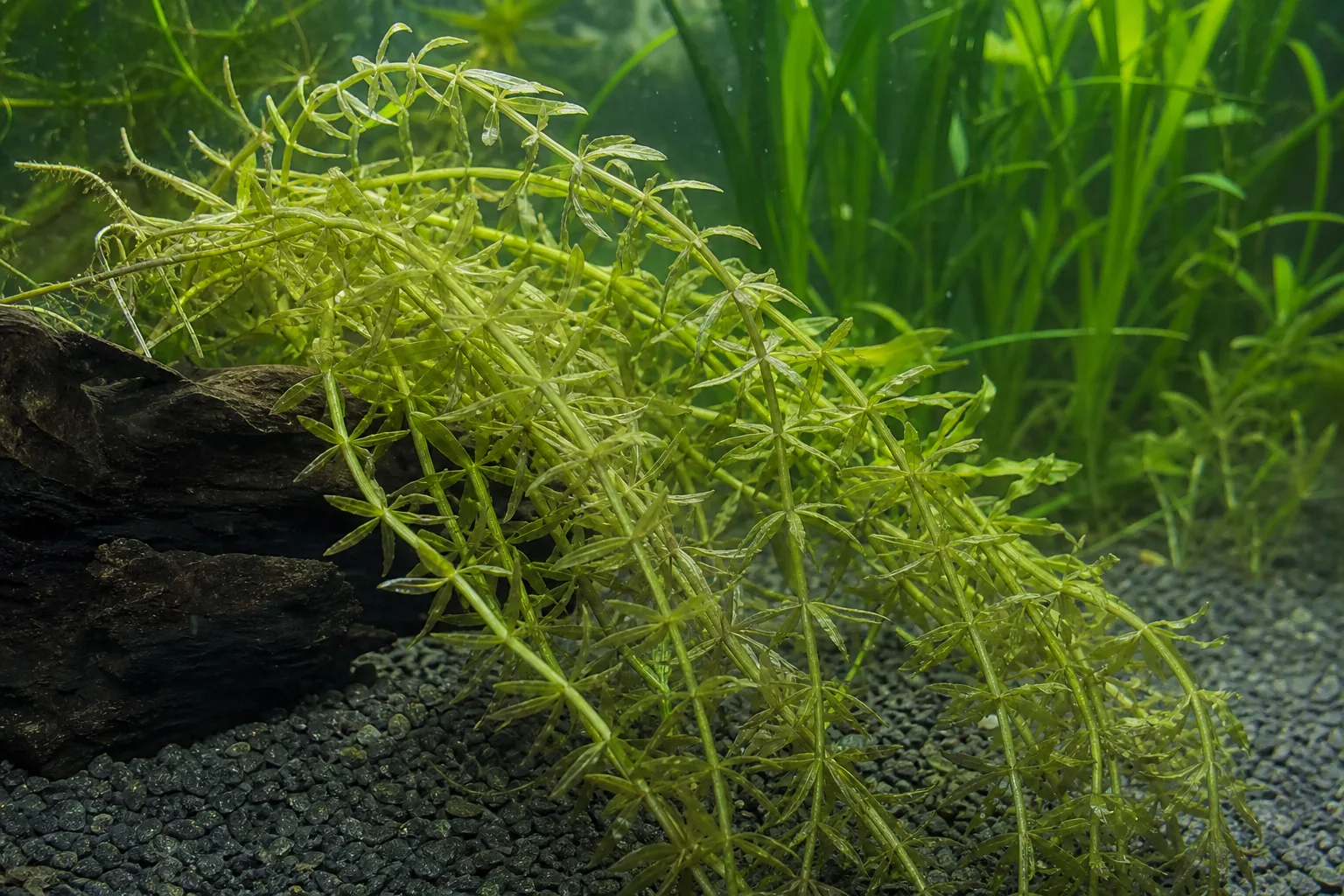 Drooping Leaves on Anacharis / Elodea - visible symptom on the plant