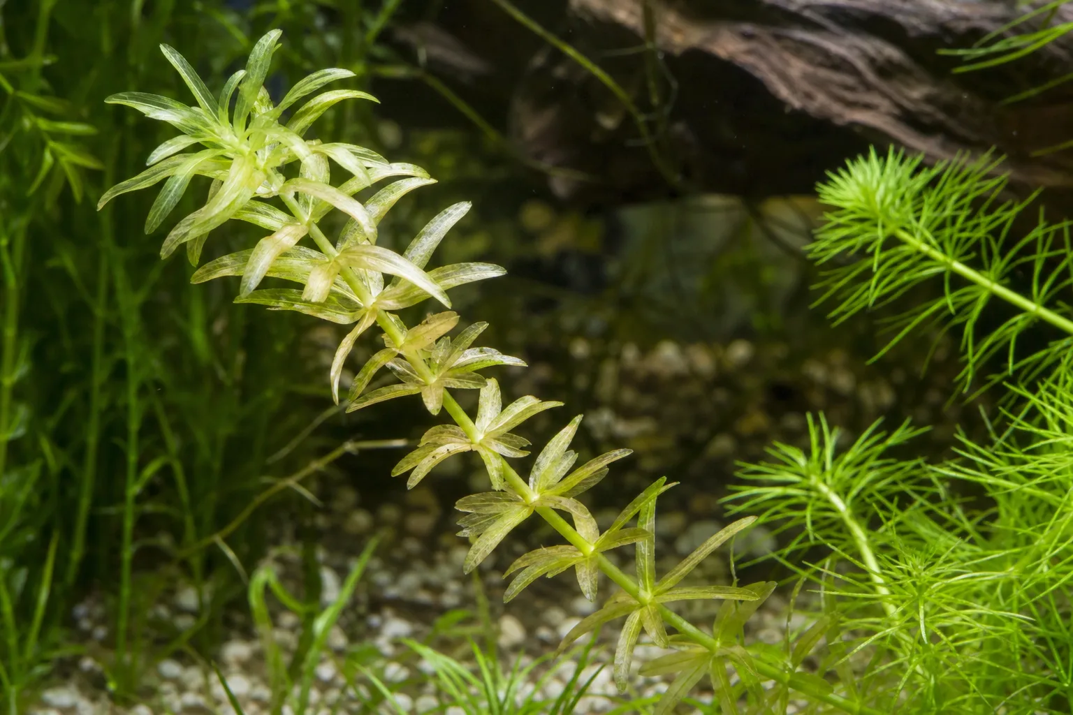 Faded Leaves on Anacharis / Elodea - visible symptom on the plant
