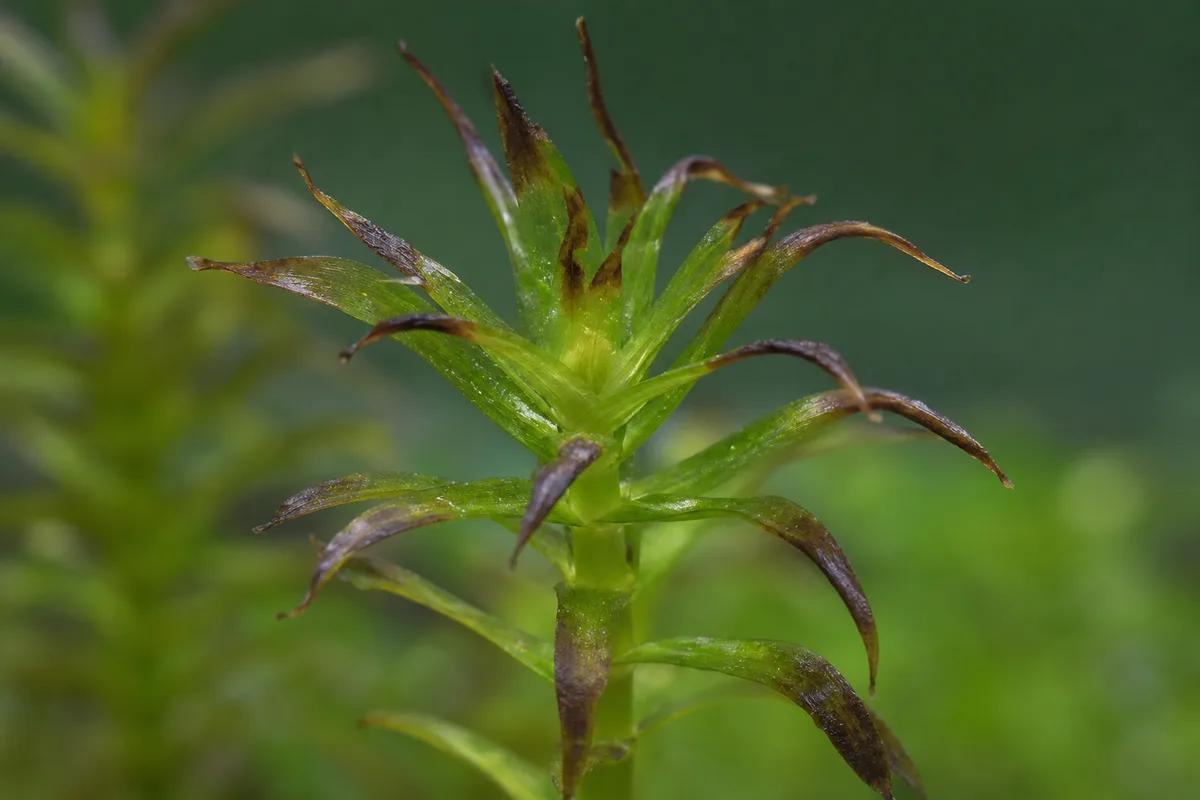 Close-up of Fertilizer Burn on Anacharis / Elodea - diagnostic detail