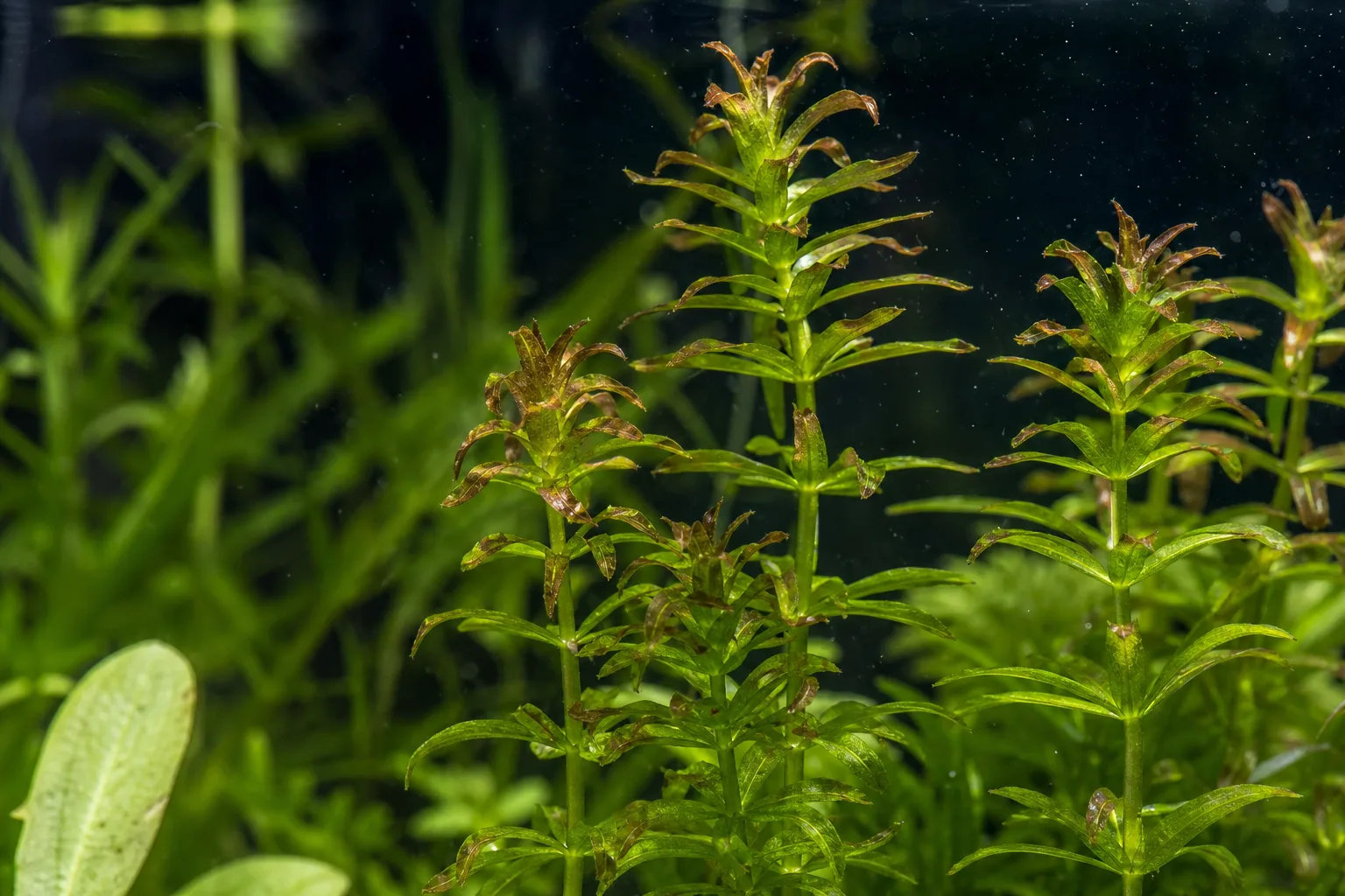 Fertilizer Burn on Anacharis / Elodea - visible symptom on the plant