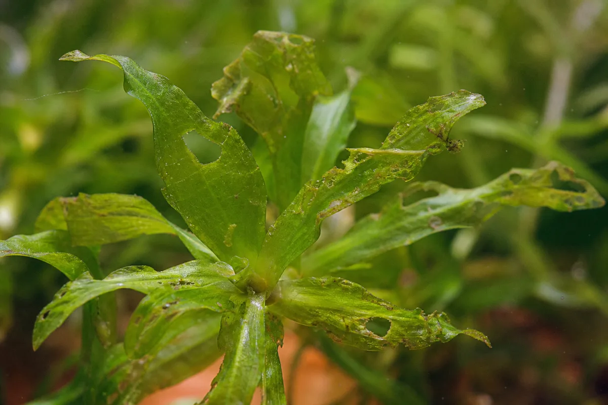 Close-up of Holes in Leaves on Anacharis / Elodea - diagnostic detail